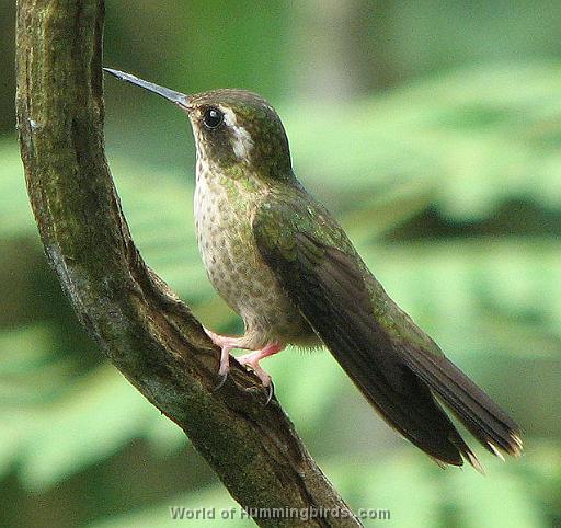Hummingbird Garden Catalog: Speckled Hummingbird